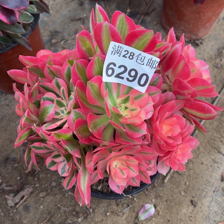 6290女巫多肉植物