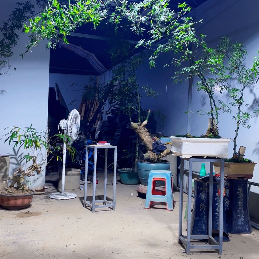 ****g无花朵小叶簕竹熟桩陶瓷盆一物一拍