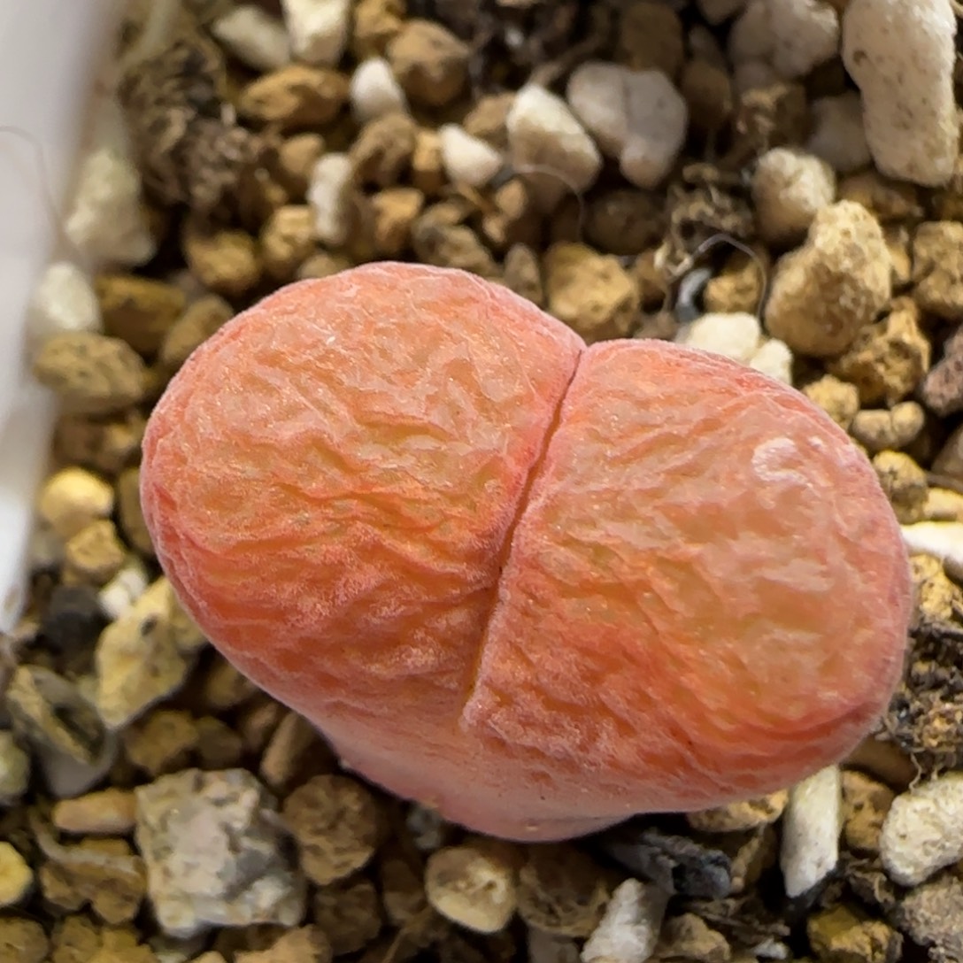 11.30  1809红风铃福利。5016