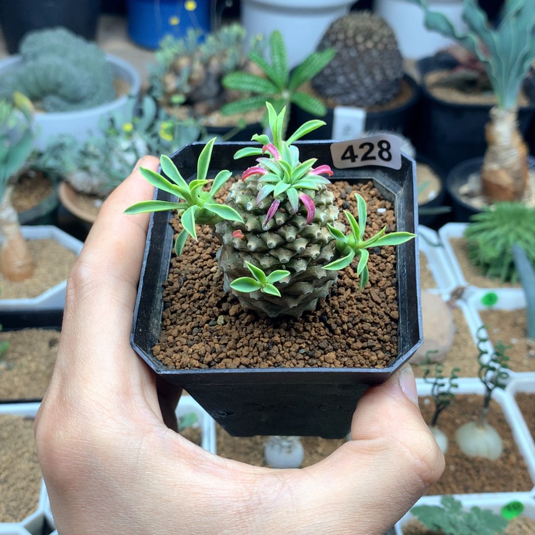 铁甲麒麟多肉带盆