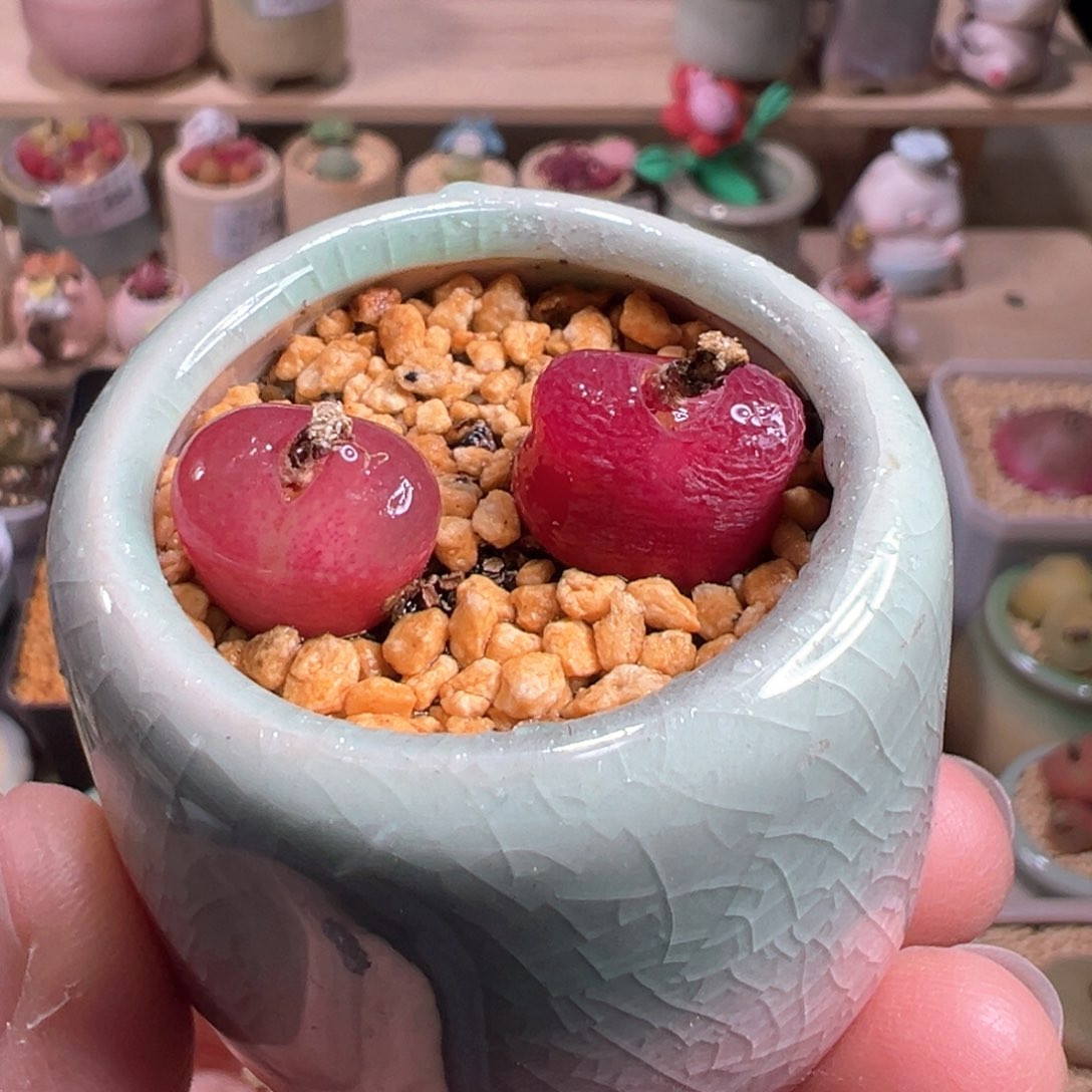 多肉植物206号吕氏