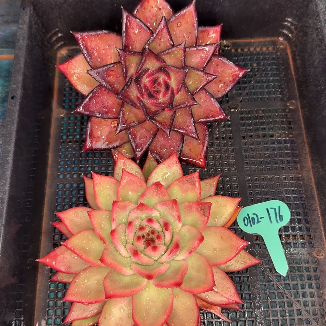 从前慢多肉精选编号0102.176