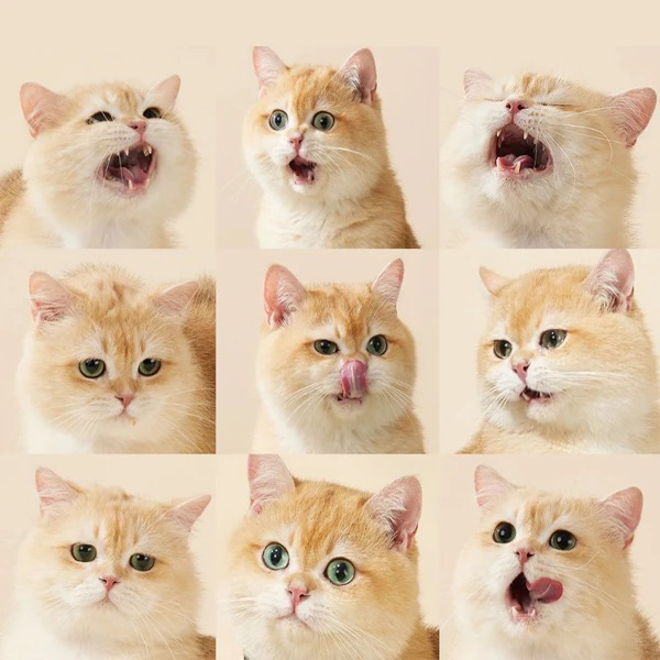 【萌宠星球】活体猫猫