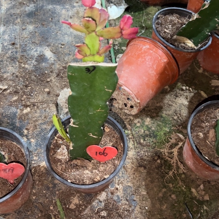 记***念当前无花栽培后可以开花037  106