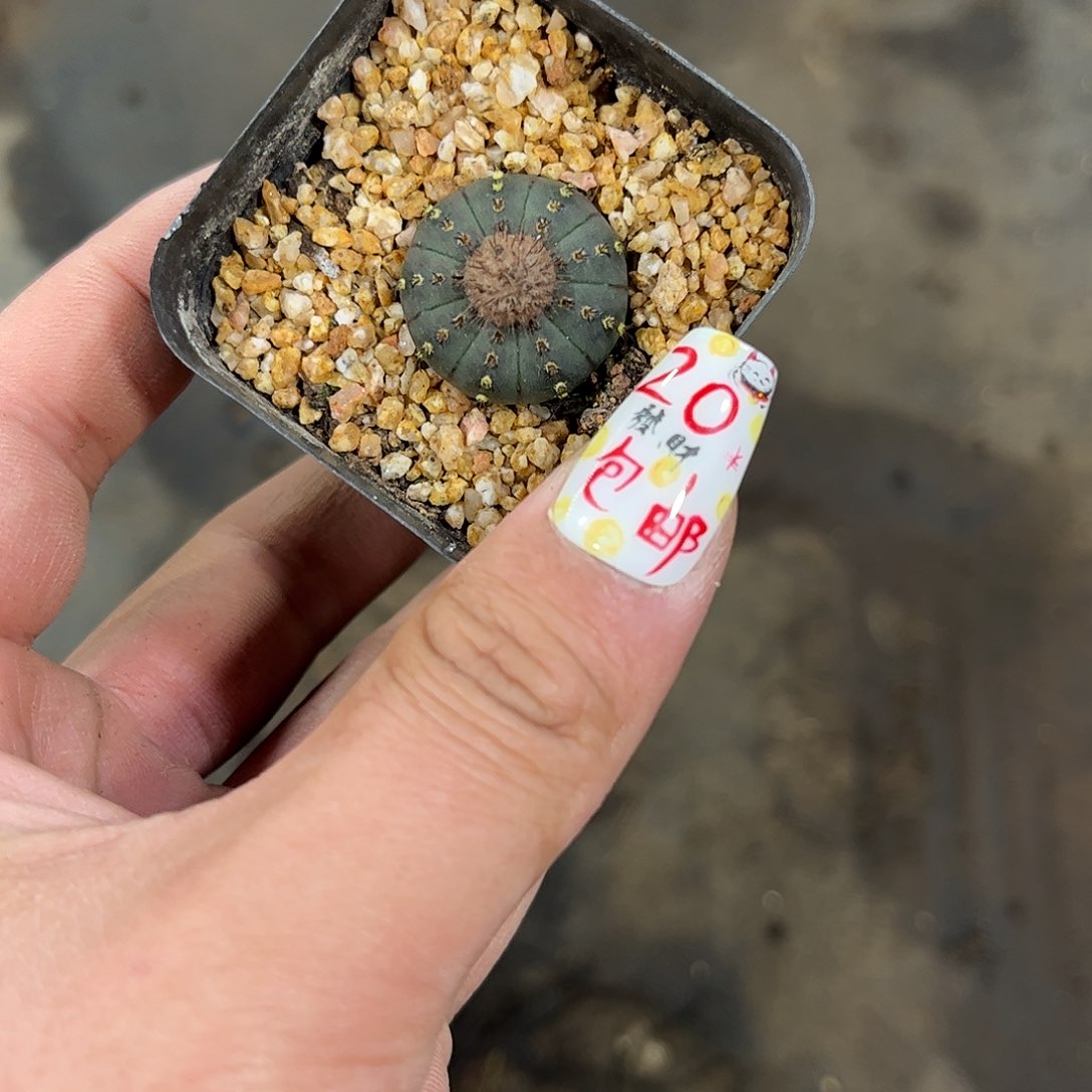 艳姬士童单头发货有根