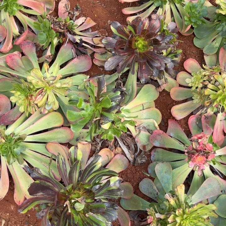 五毒拉丝啊啊啊啊