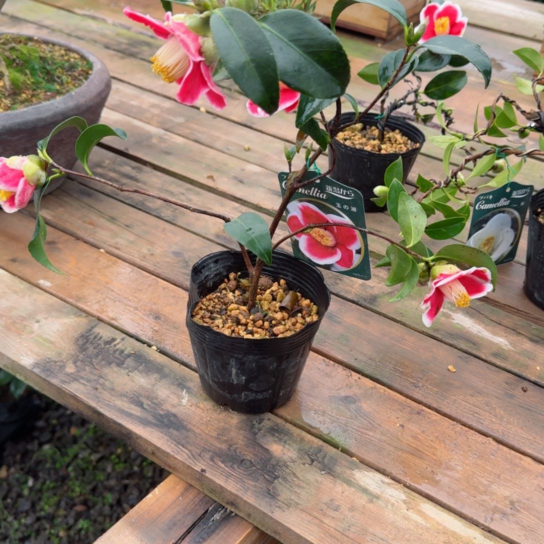 南**梦111222336669