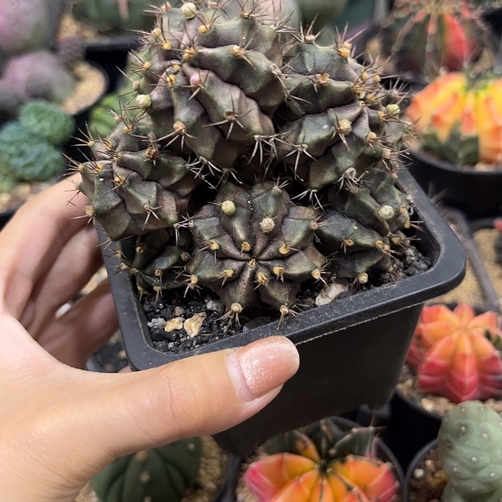 实生根紫牡丹群生