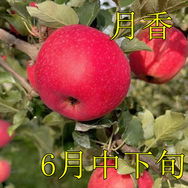 正宗月香苹果树苗早熟苹果苗苗大果南北方盆栽地栽当年结果耐寒