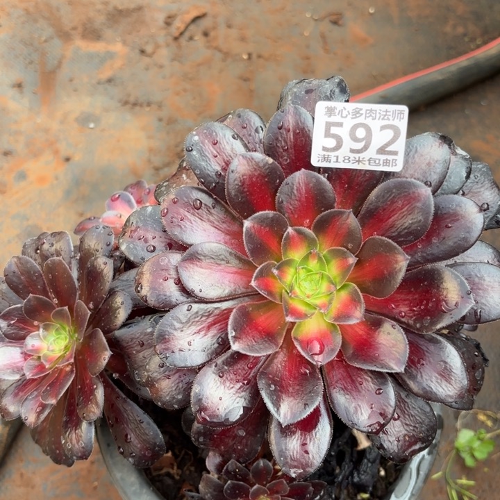 592红日掌心多肉法师锦不包侧枝断