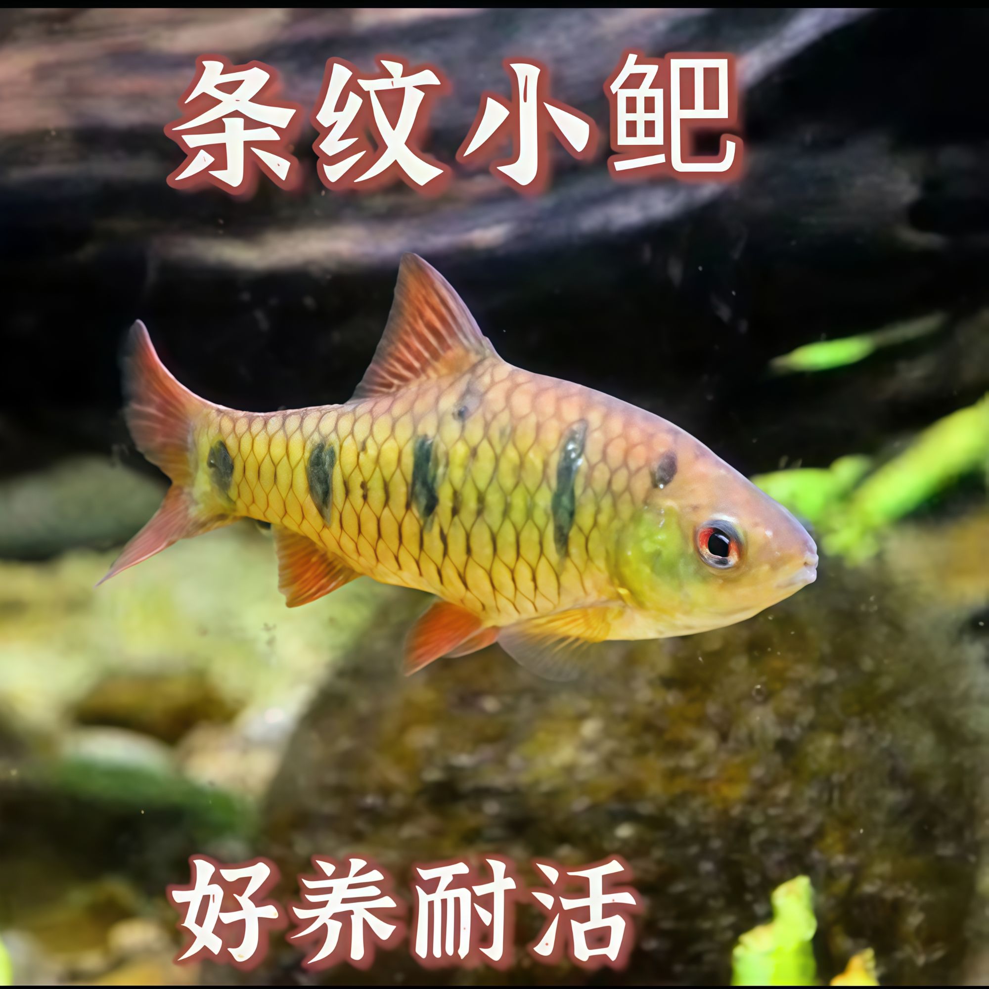 原生态鱼冷水鱼条纹小鲃鱼活体淡水小溪鱼小鱼苗养不死的鱼第一名