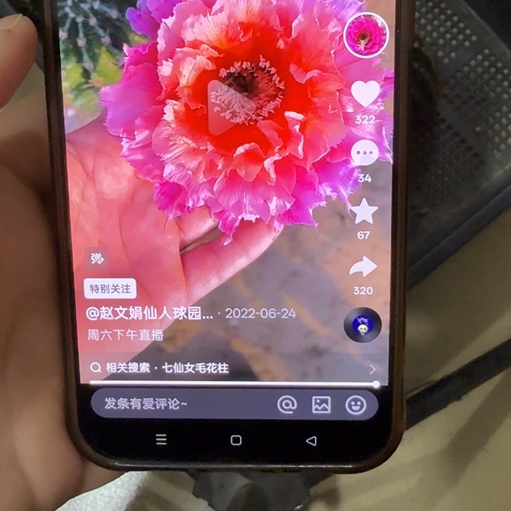 仙人球彩草侧芽歪062