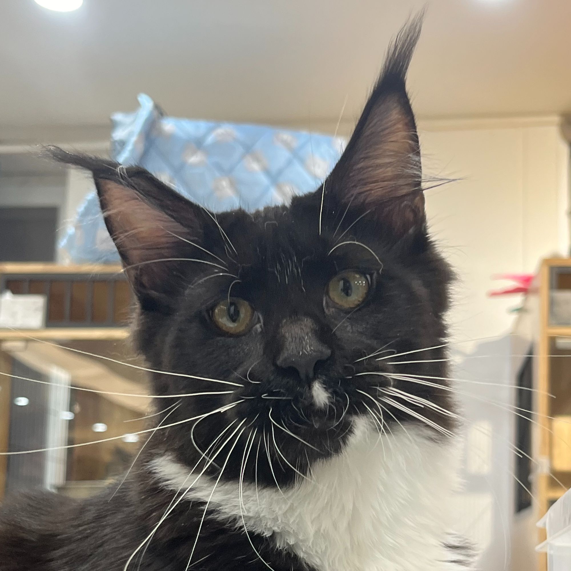 来了姊妹-黑白缅因猫 弟弟 17