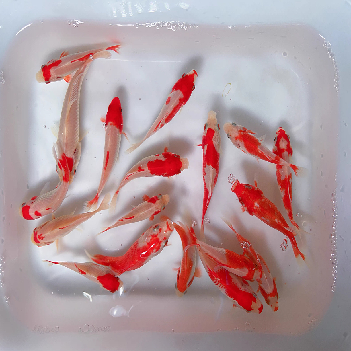 【精品】樱花红白金鱼 凤尾 冷水观赏鱼 易养活 生命力顽强