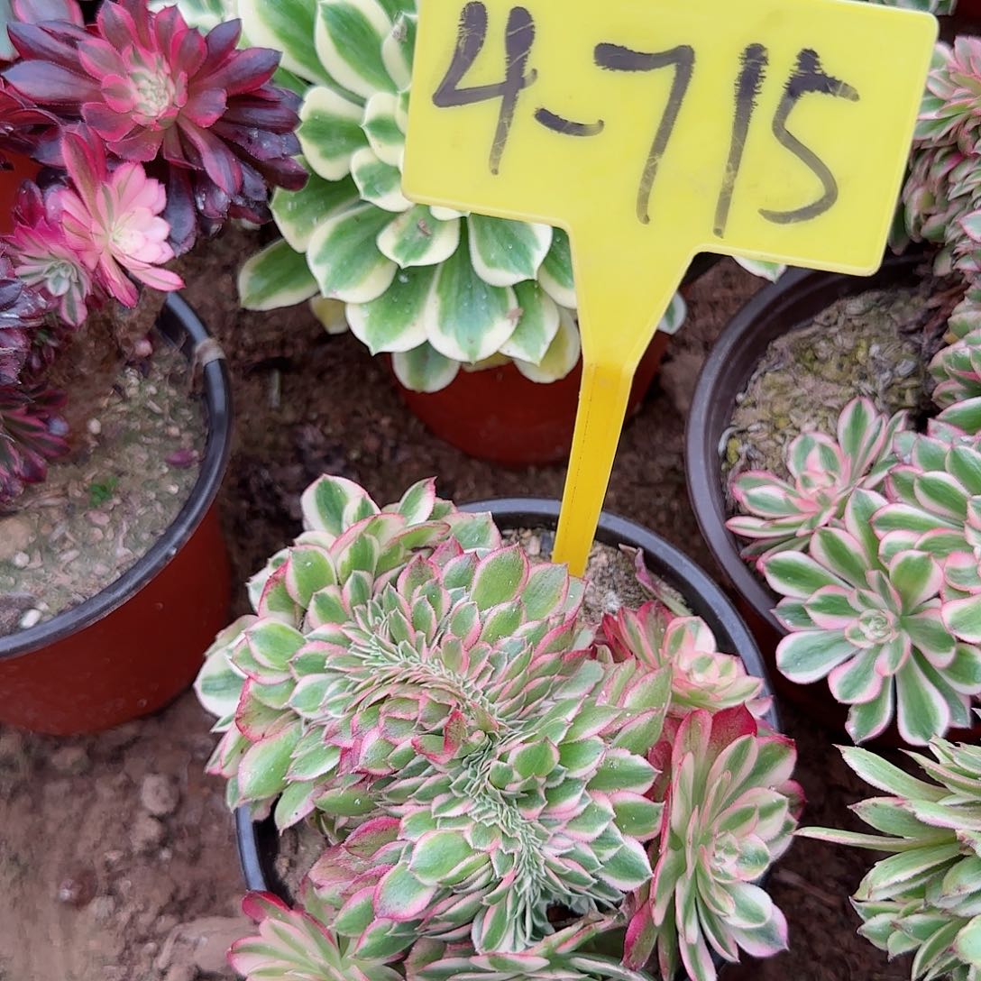 丹**阳4-715---多头多肉植物