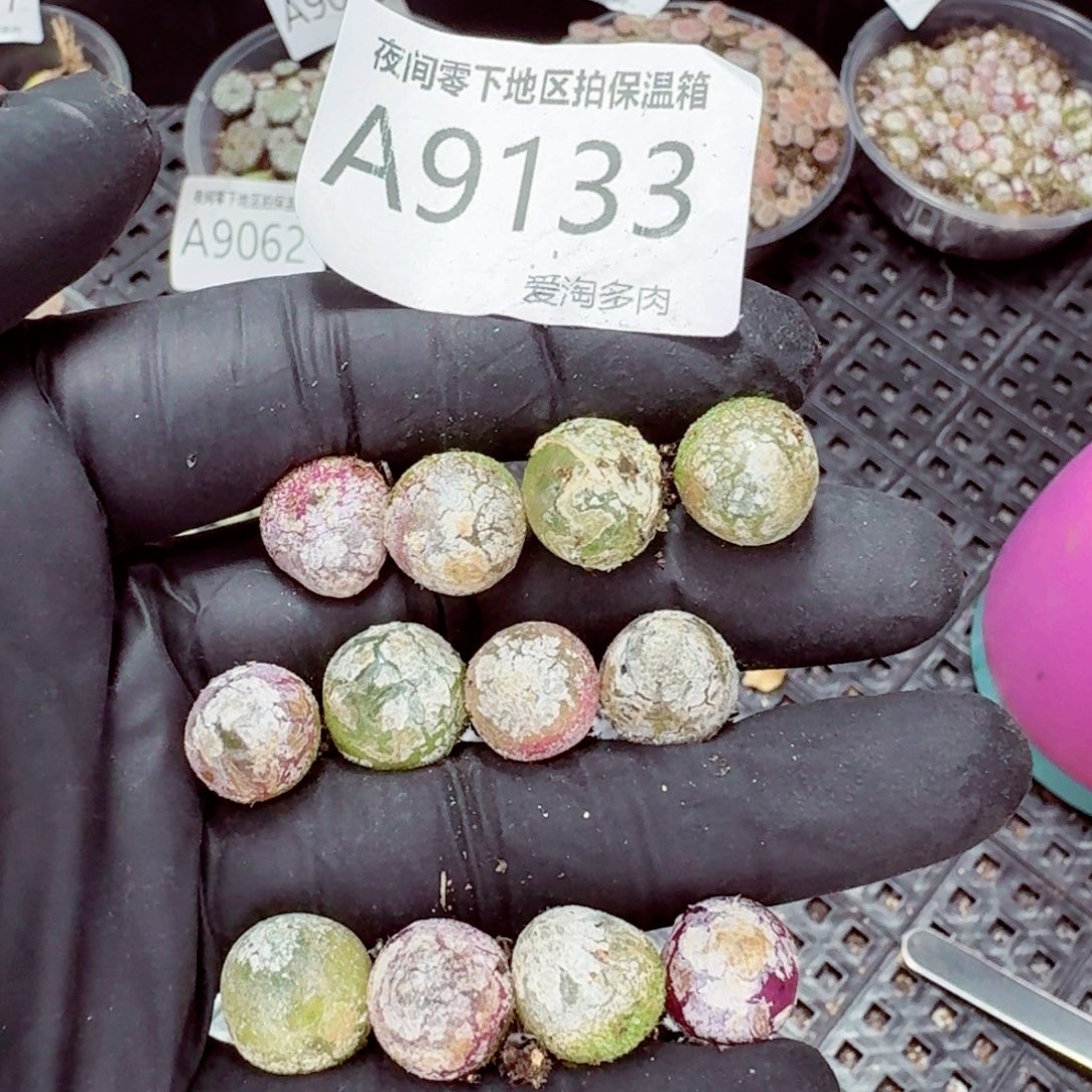 9133––零下地区需拍保温箱