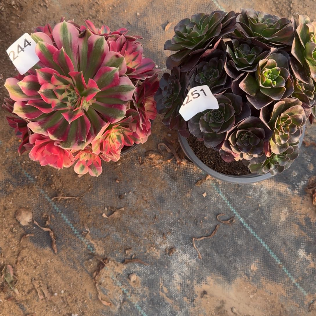 程***婷组合法师一物一拍244.251