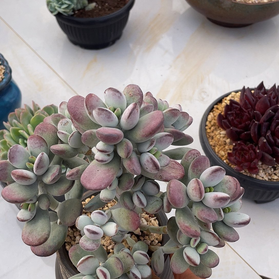 乒乓福娘多肉多肉