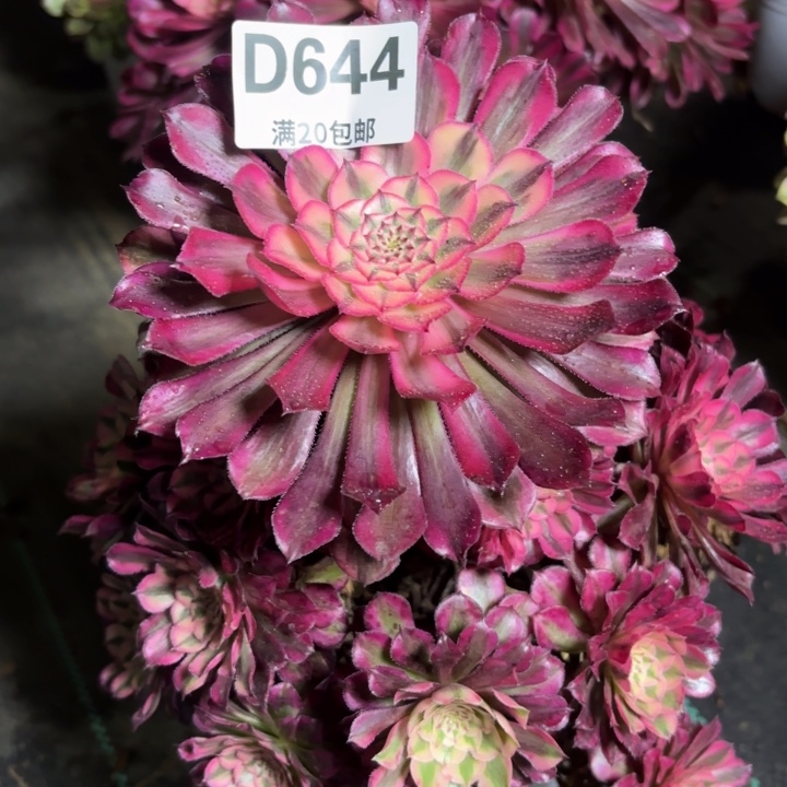 瑞妈一物一拍644