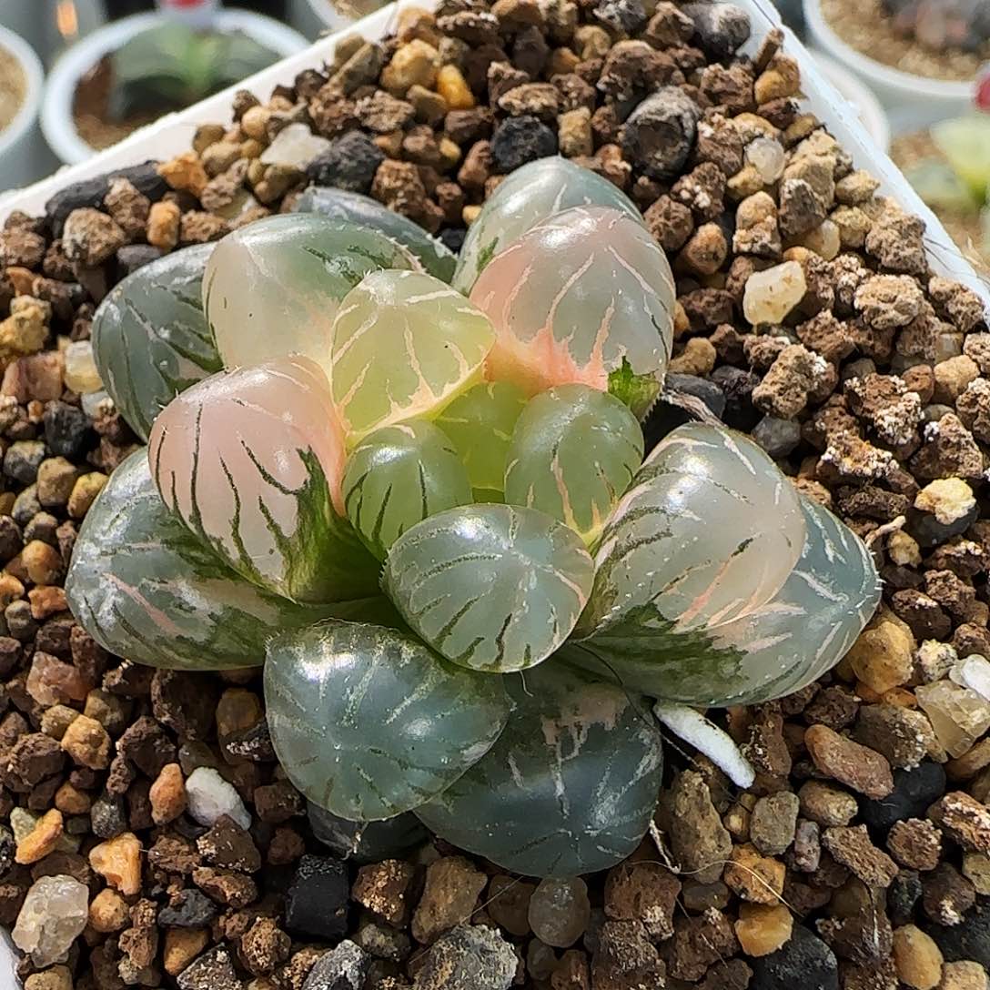 220号非组冰灯玉露锦一物一拍带盆