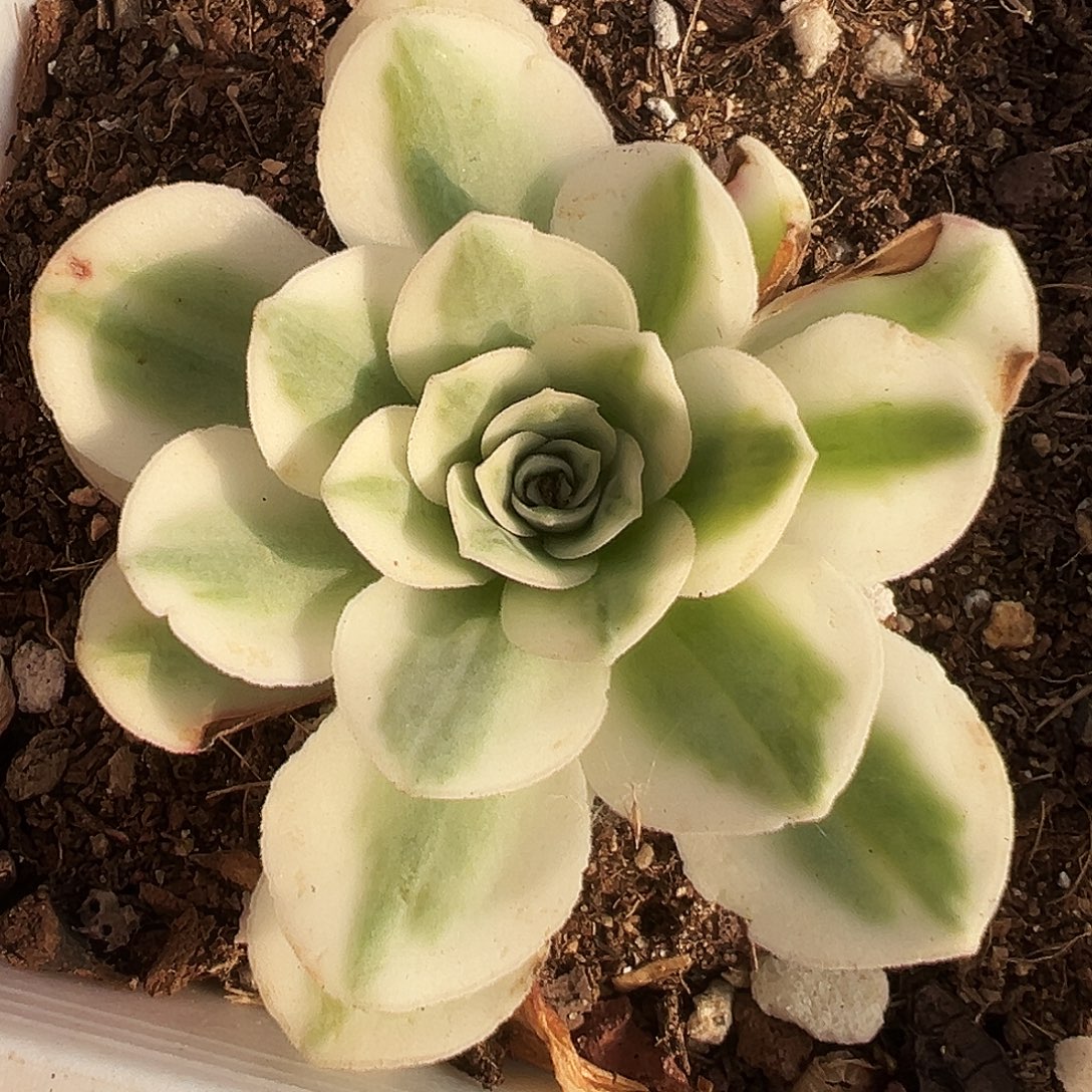 山地玫瑰锦冬雪941号