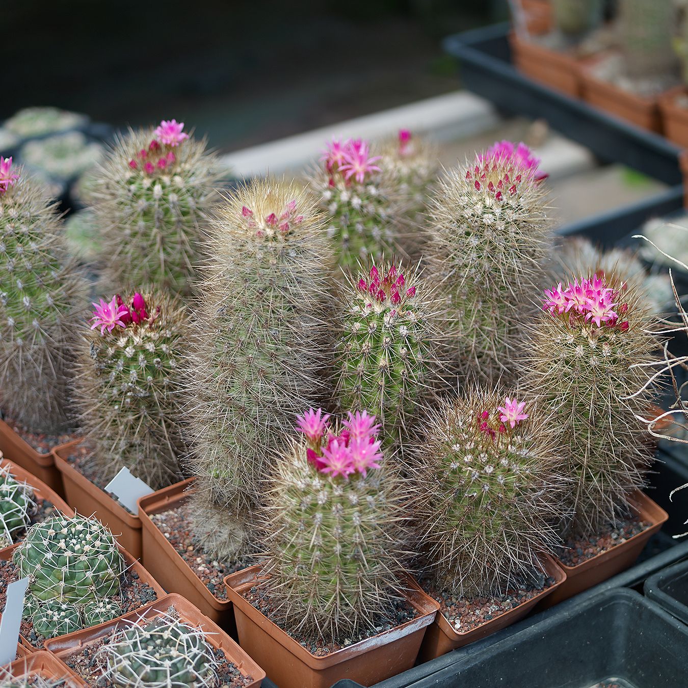 3号直播链接 仙人球 多肉植物