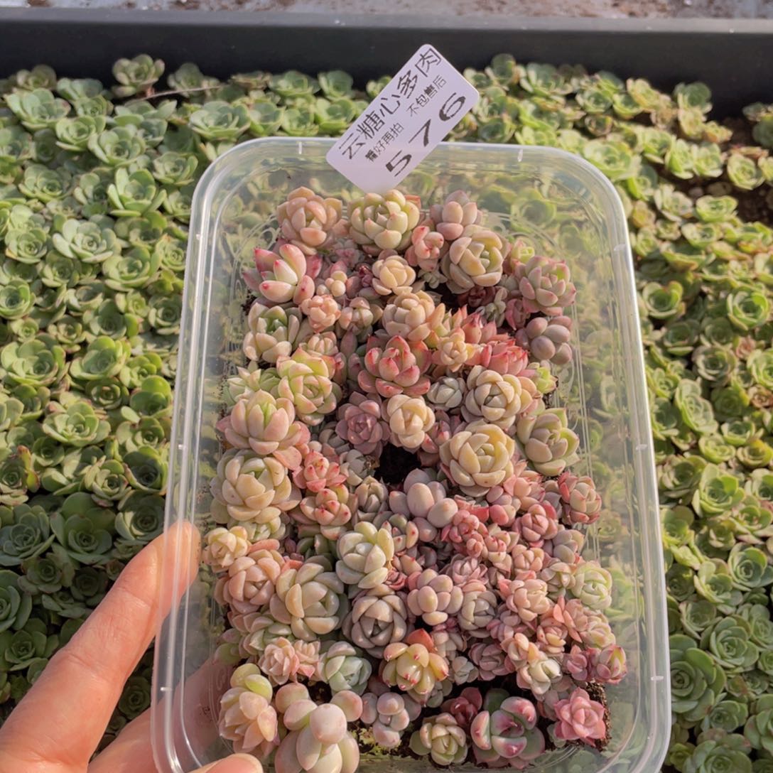 云糖心多肉植物576
