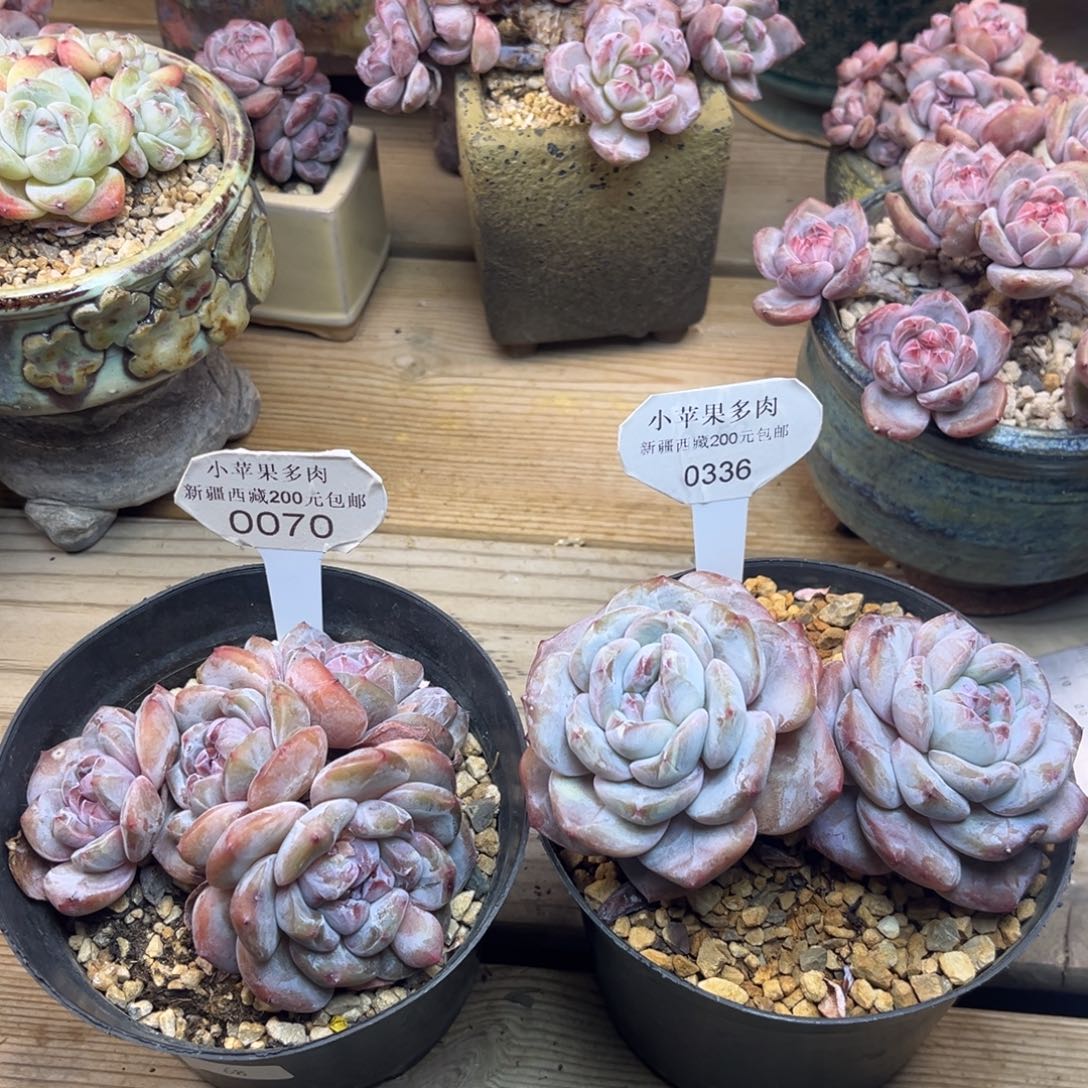 070/补差价30元336/48元