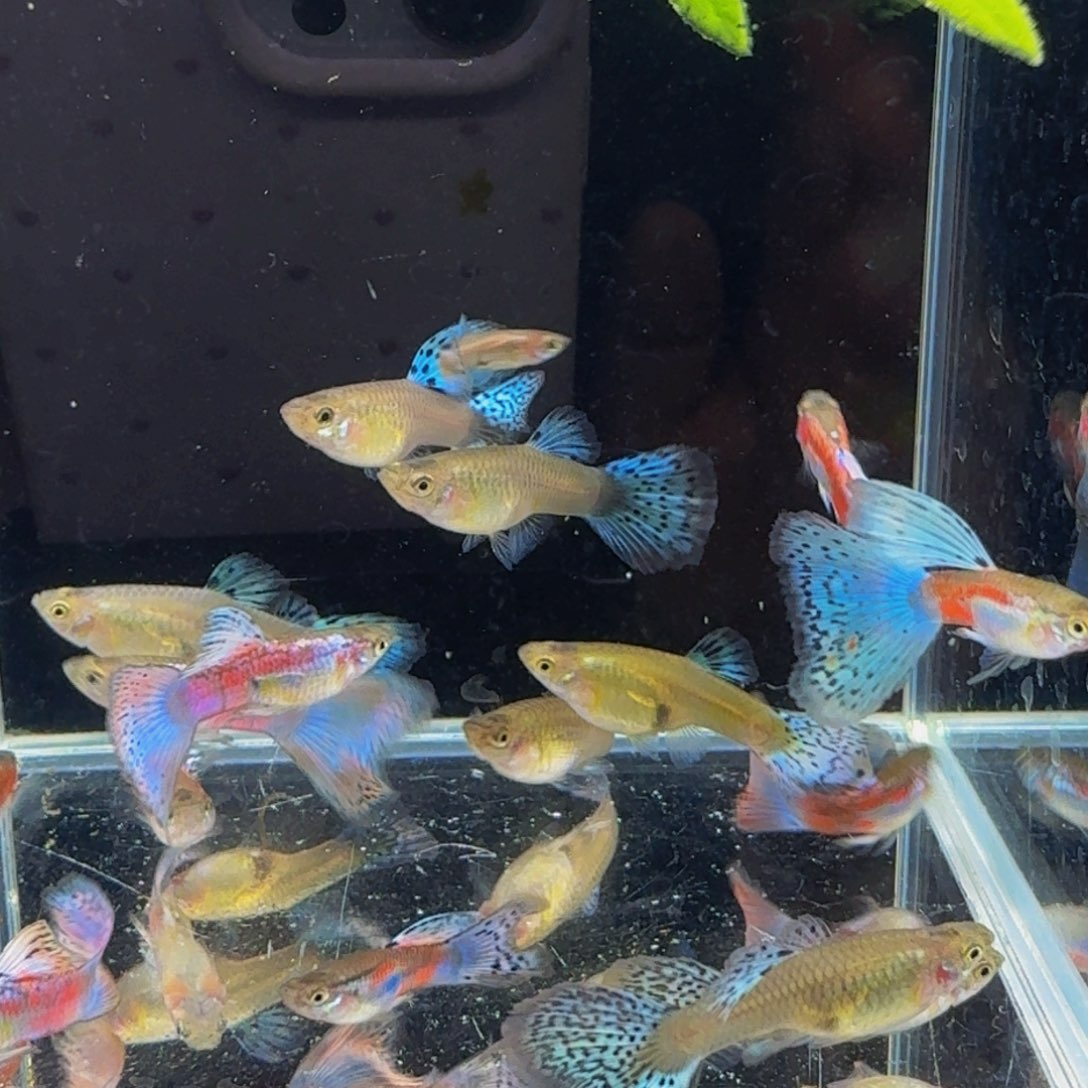 孔雀鱼红草孔雀鱼6条3对