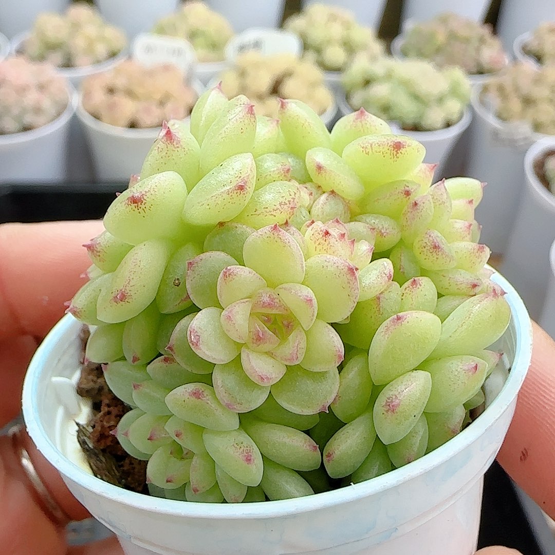 1205-29（fm-139-2）多肉