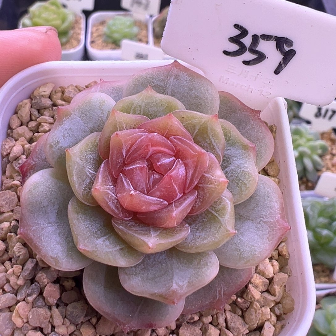 359号彩色恋人 晗雨多肉