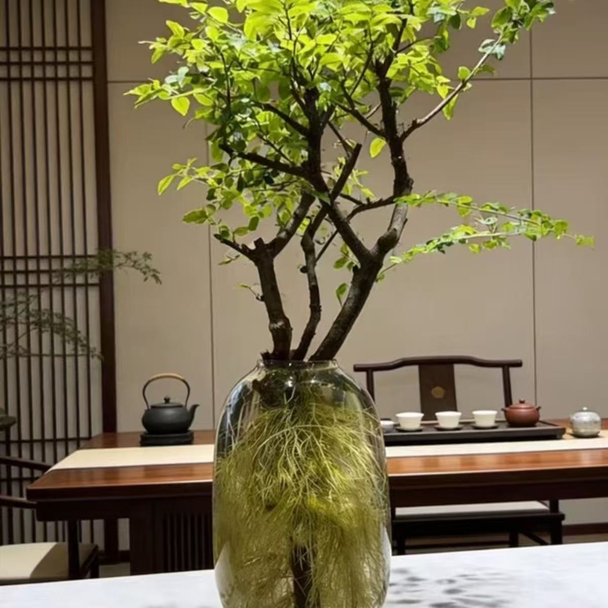 水培小叶女贞室内绿植发根快茶室客厅好养易活摆件