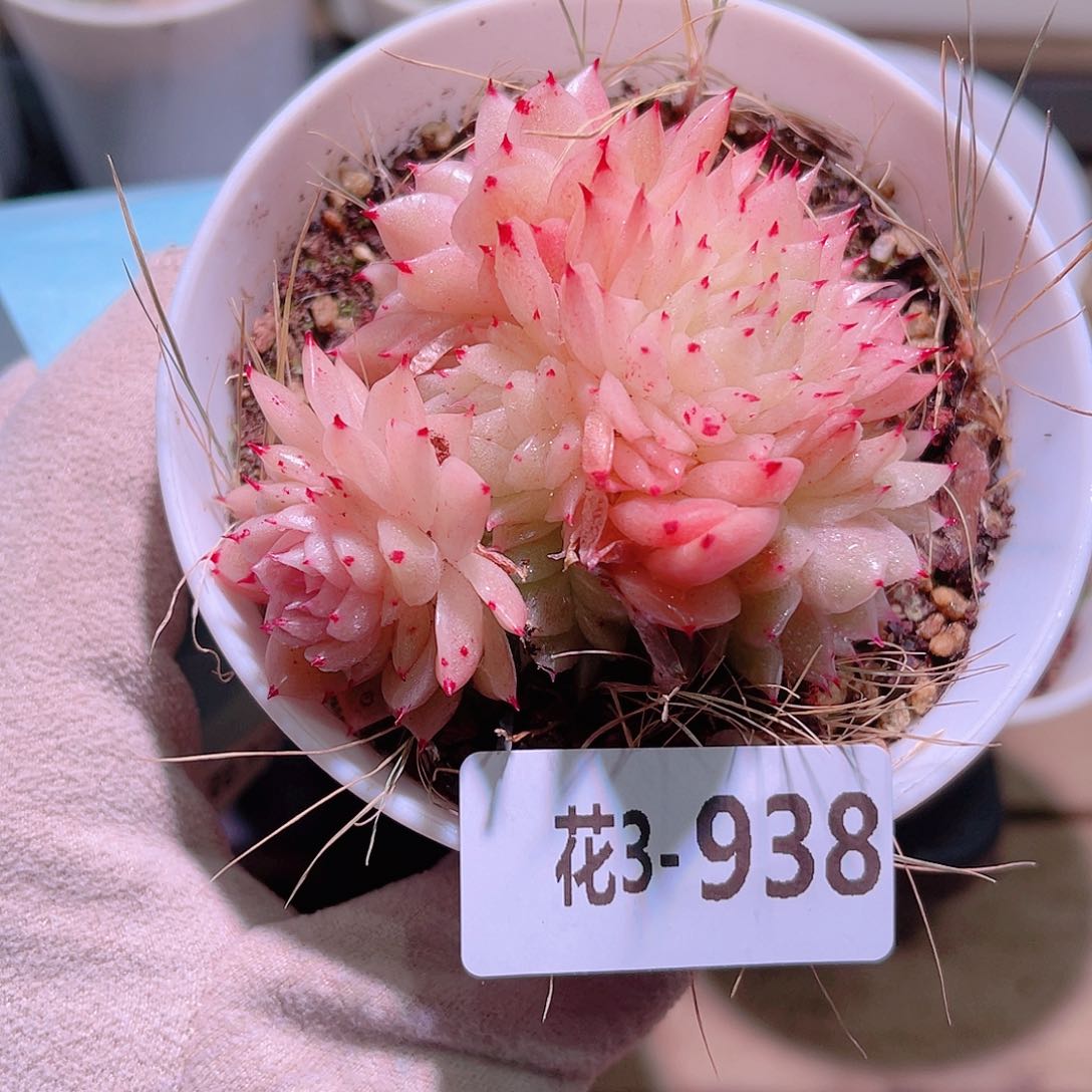 花利美3-938麦秆