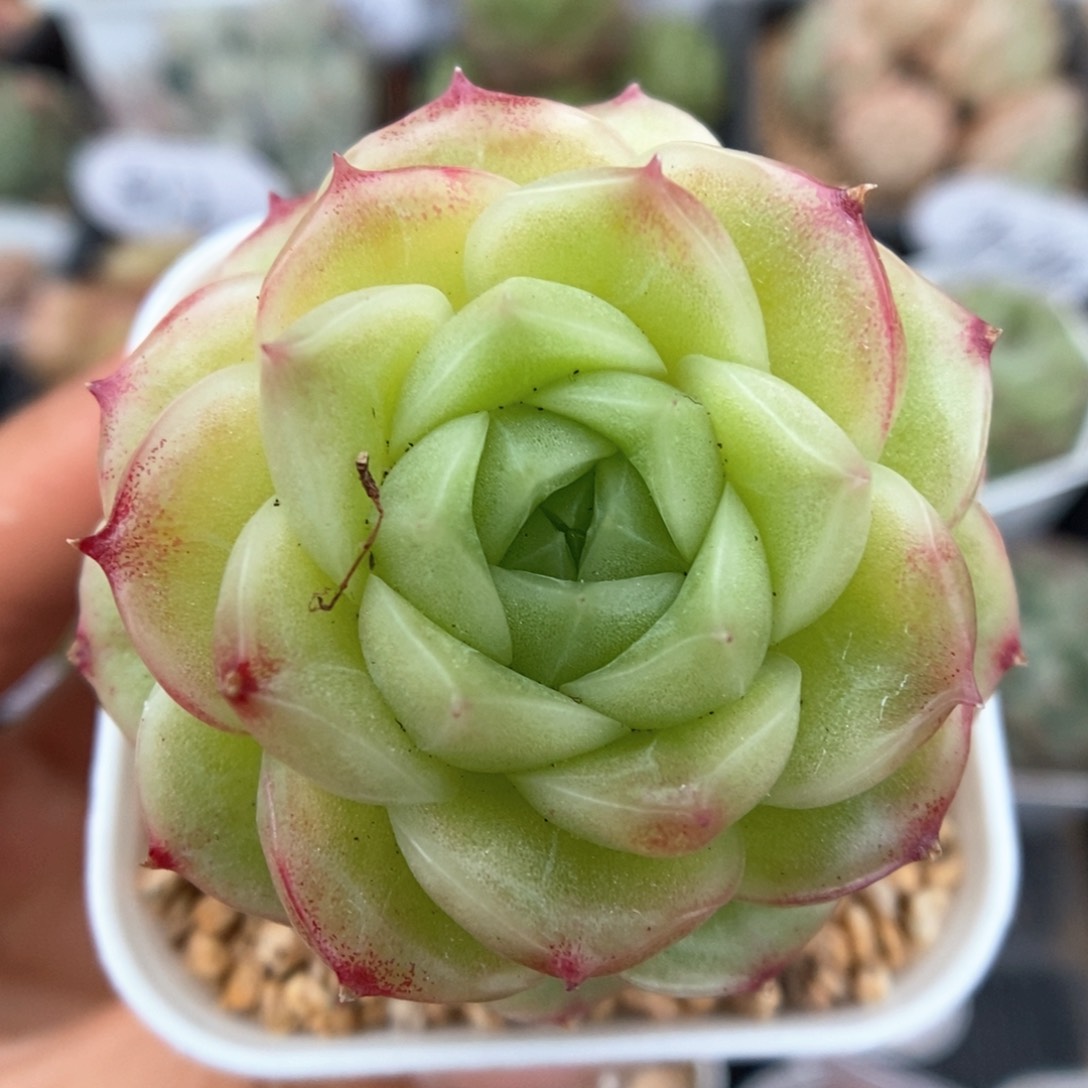 蜜蜡麦秆捧花可拍564号。