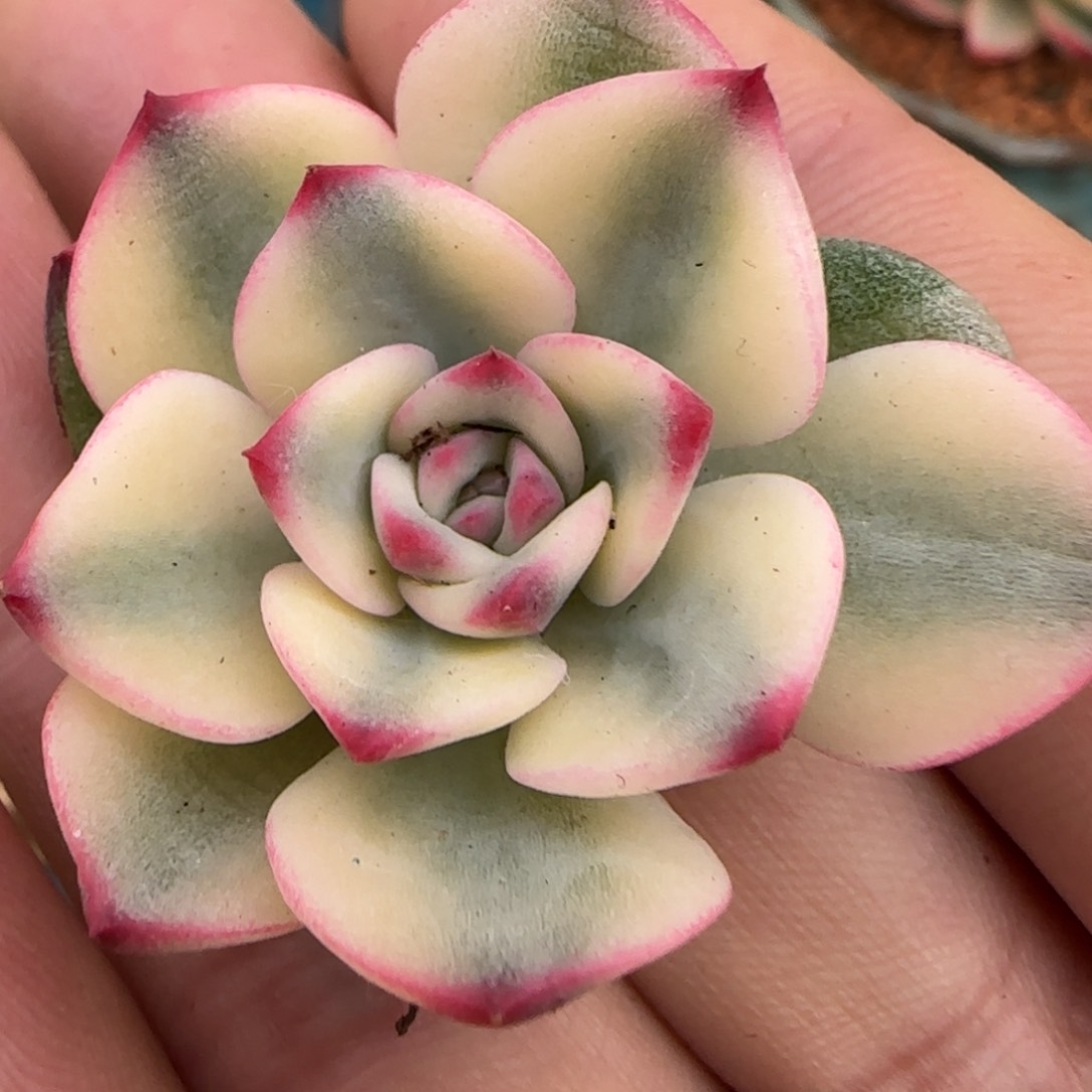 三文鱼锦多肉植物