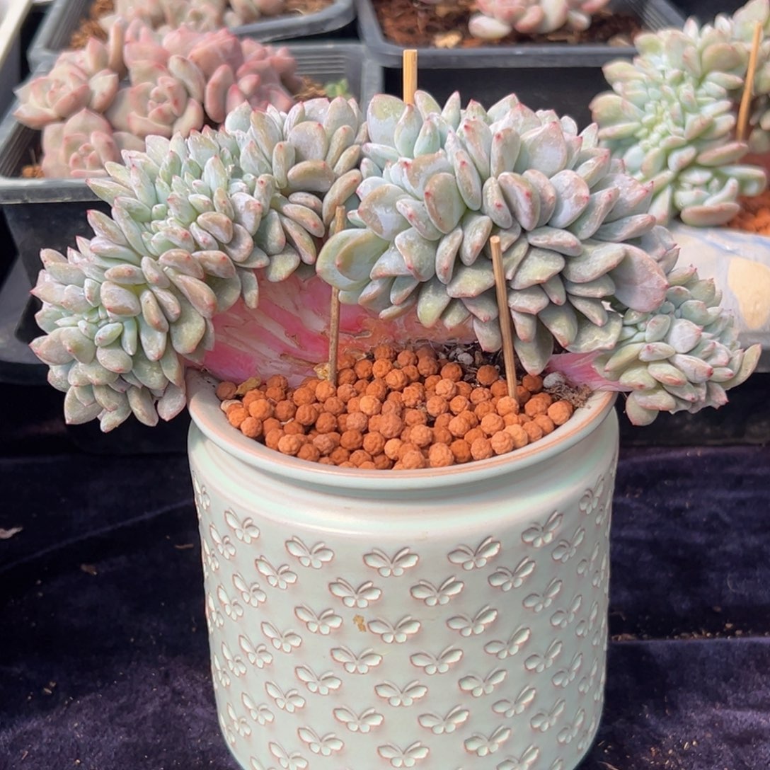 甜****8新年快乐 新年快乐 