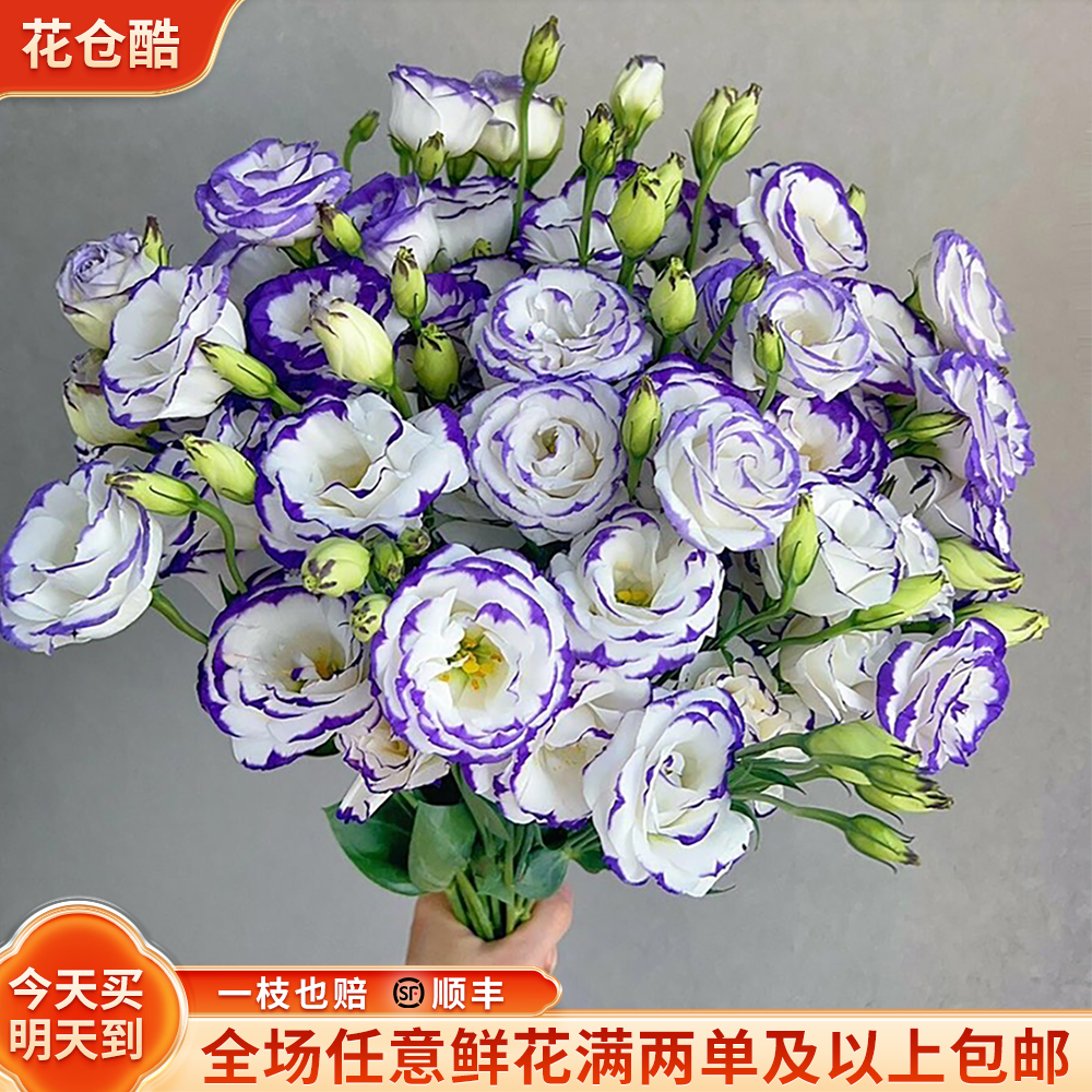 「次日达·紫边桔梗」家居生活鲜花今天下单明天送达-配送上门-鲜花批发直播次日达任意两单包邮送保鲜剂