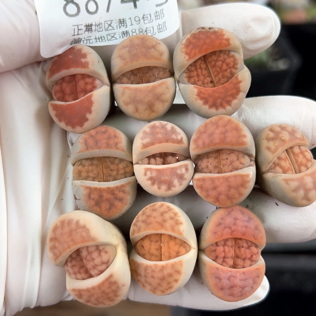 8874四年脑纹玉10颗2cm左右开播福利