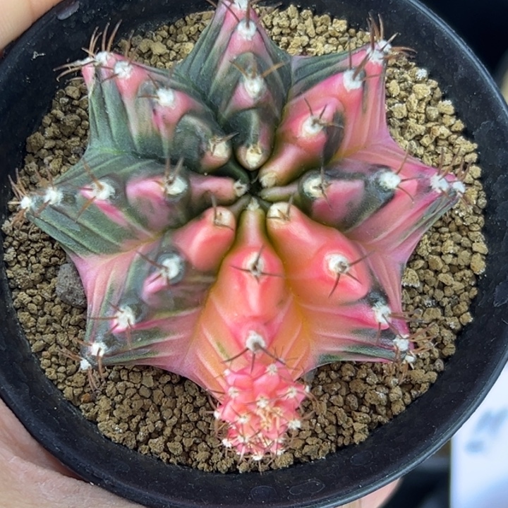 泰国米哈仙人球实生