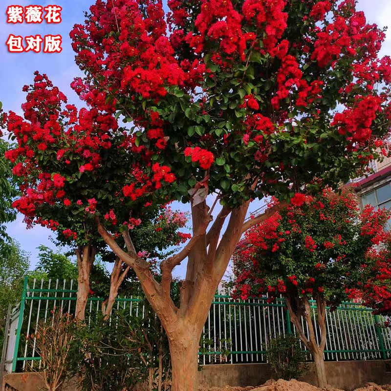天鹅绒红火箭红火球紫精灵火龙百丽樱桃摩卡紫薇老桩小苗地栽盆栽