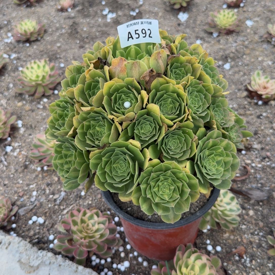 592琉璃 多肉植物