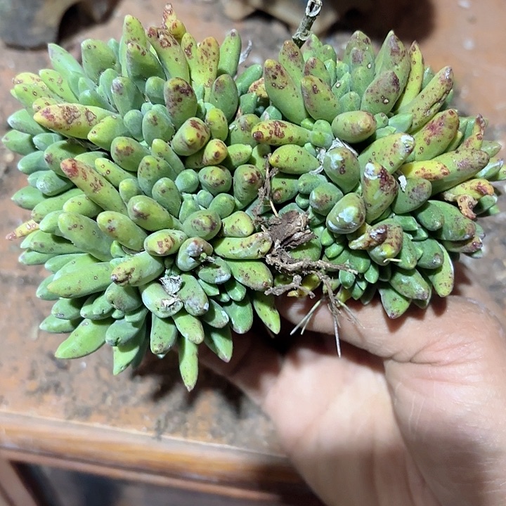 仙女杯多肉植物提取