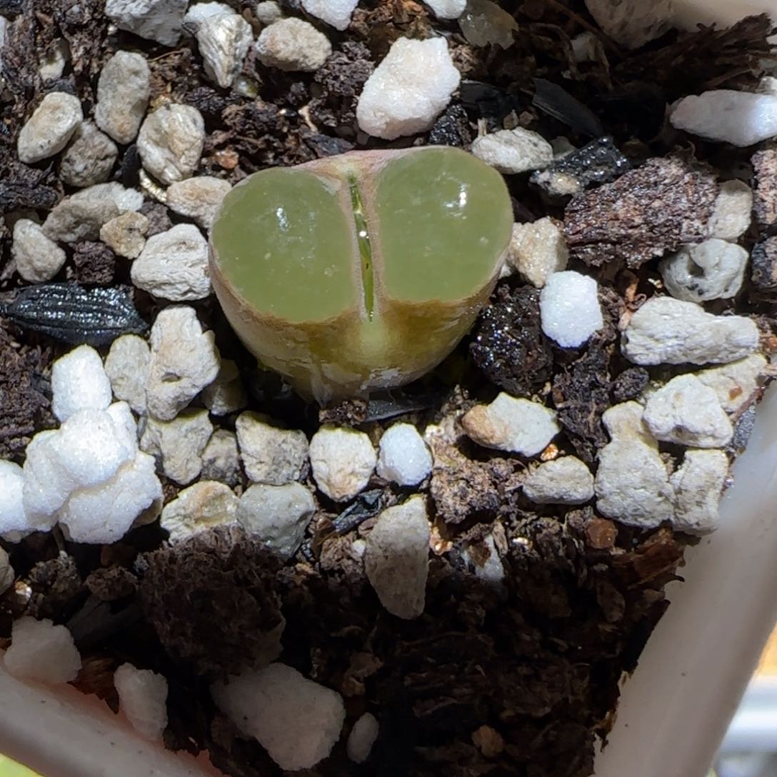 肉锥多肉植物百科-磁铁1422