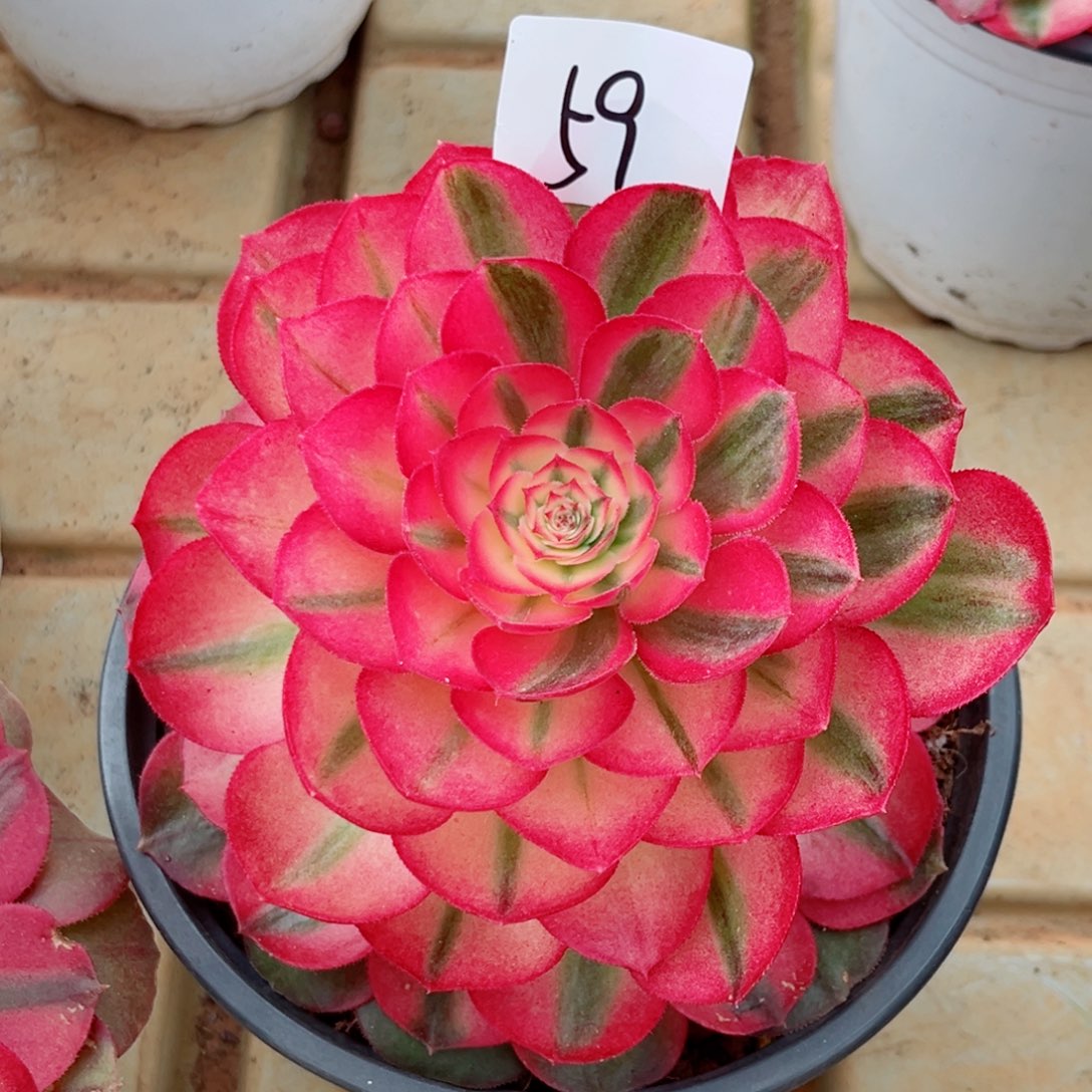 一物一拍多肉法师59