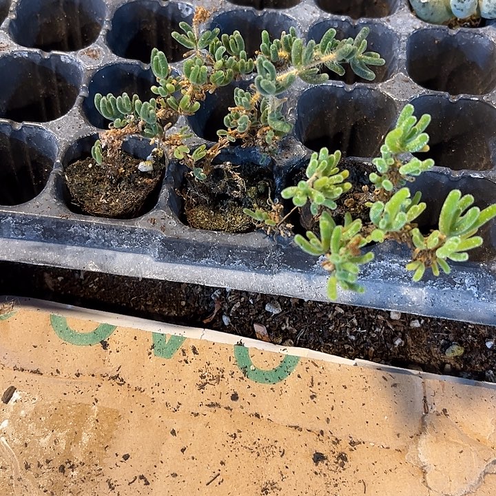 2元3颗小翻杏枝干