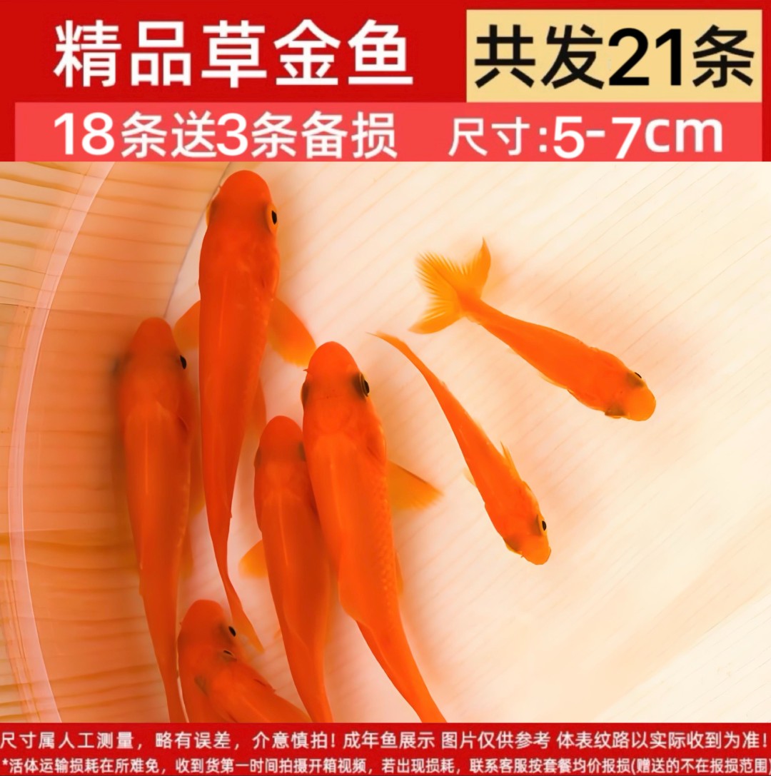 21条5-7厘米宠物活鱼草金鱼观赏冷水鱼淡水鱼好养耐活新手闯缸鱼