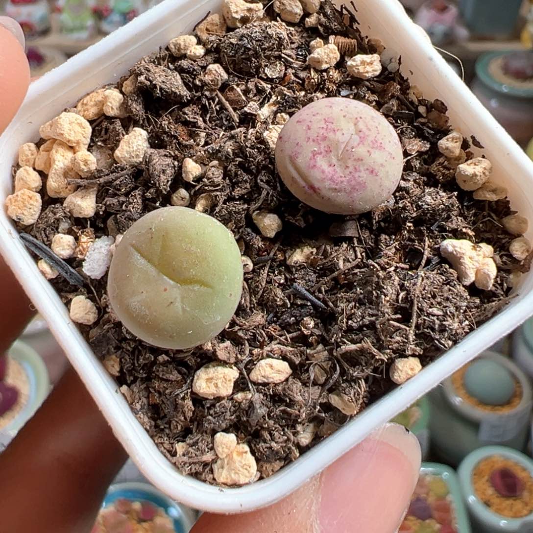 多肉植物105号小红嘴