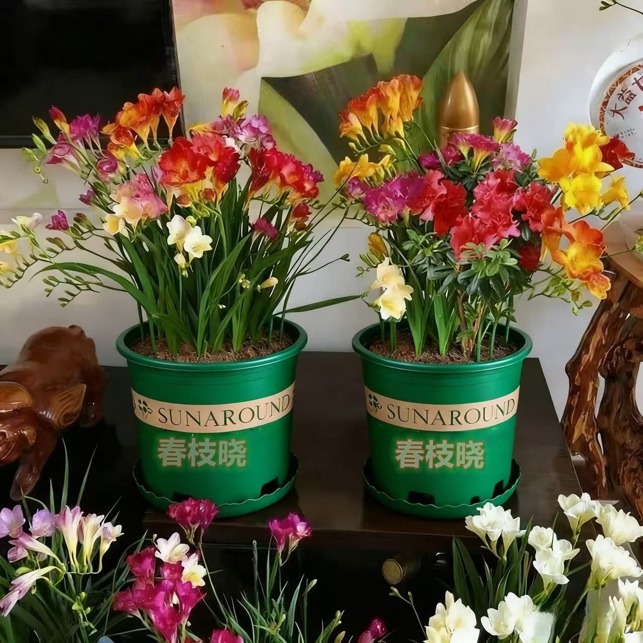 【带盆土栽好】10颗大球香雪兰种球小苍兰大球耐寒浓香盆栽室内花卉