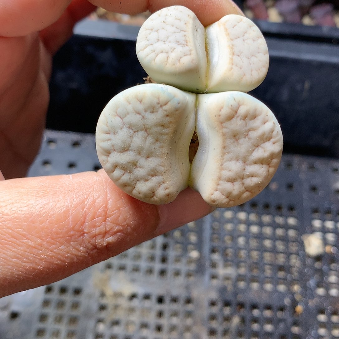 D407多肉植物保护