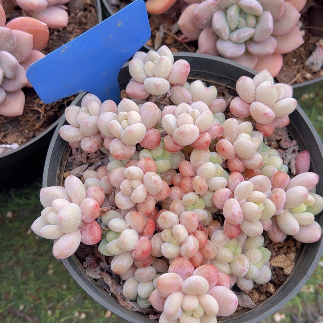 香玉的故事是一个人的故事